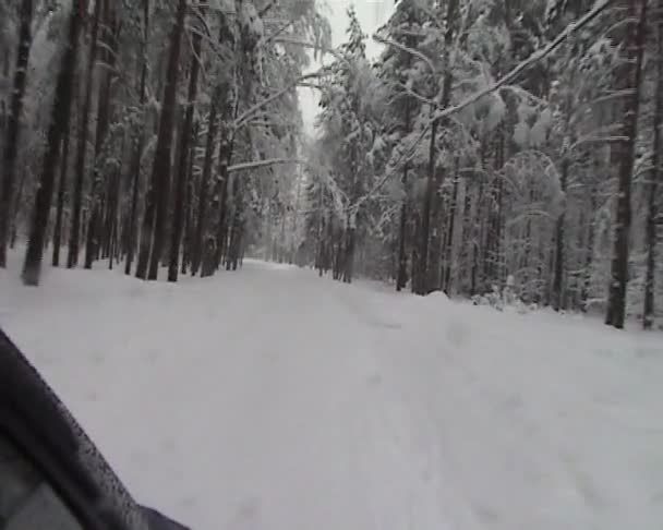 Зимовий ліс — стокове відео