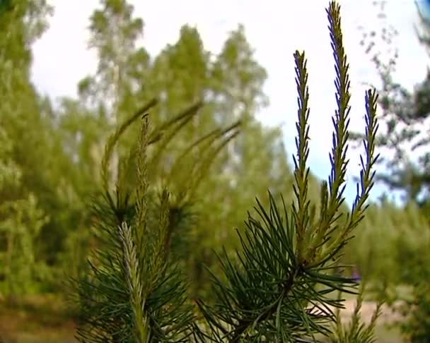 Glade na floresta — Vídeo de Stock