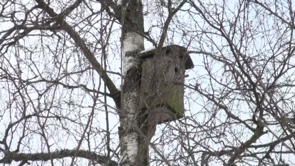 Birdhouse on a tree — Stock Video