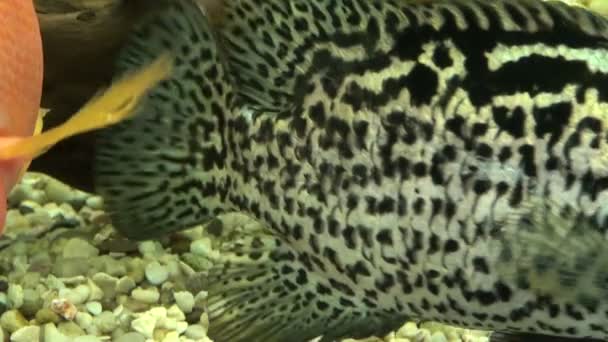 Fische im Wasser — Stockvideo