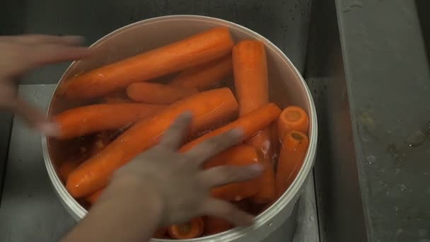 Zanahoria en una cacerola — Vídeo de stock