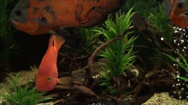 Beaux poissons dans l'eau — Video