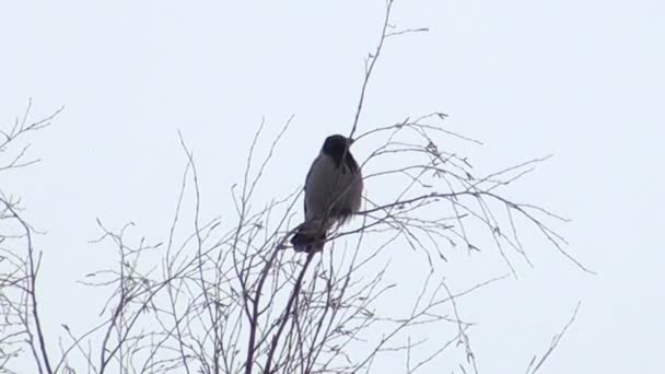 Um corvo em um ramo — Vídeo de Stock