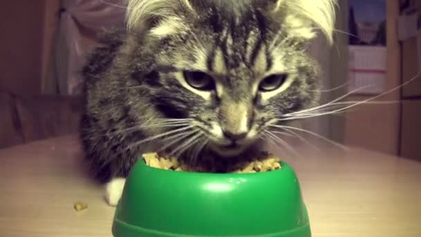 Il gatto mangia un foraggio — Video Stock