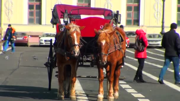 A team of two horses — Stock Video