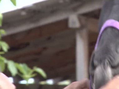 adam atı beslemeleri