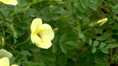 Sarı çiçekli arı