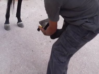 Atların toynakları temizlik