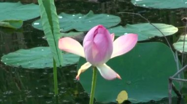 pembe lily bud