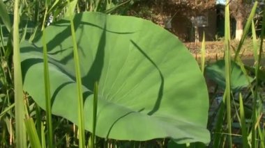 büyük yeşil zambak yaprak