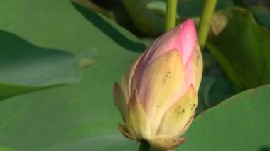 pembe lily bud