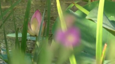 pembe lily bud