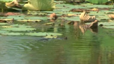 su üzerinde yüzen yılan