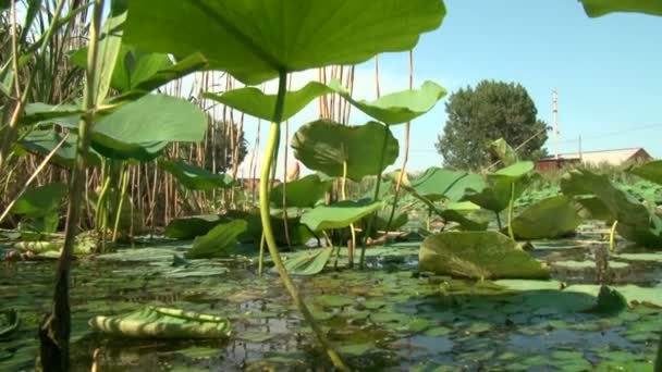 A pond with lilies — Stock Video