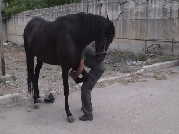 Atların toynakları temizlik — Stok video