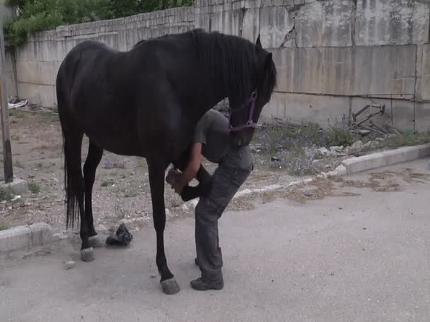 Schoonmaken van de hoeven van paarden — Stockvideo