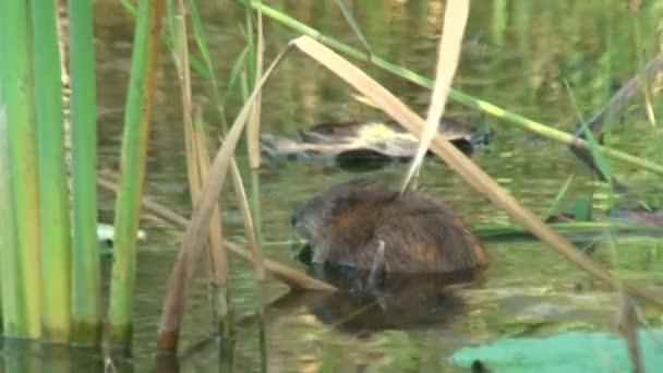 Water rat in een vijver — Stockvideo