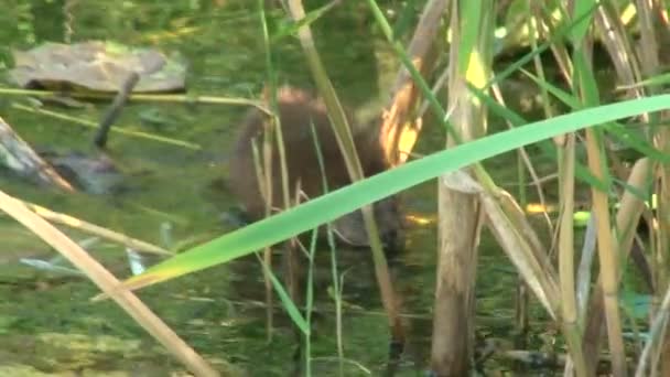 在一个池塘中的水鼠 — 图库视频影像