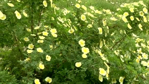 Bi på gul blomma — Stockvideo
