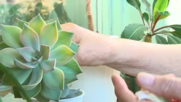 Zelená květina v rukou starší žena — Stock video