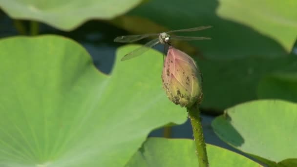 Dragonfly at the Bud lilies — Stock Video