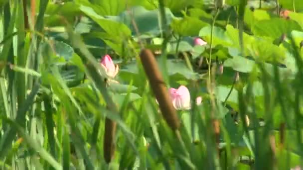 Roseaux et herbe — Video