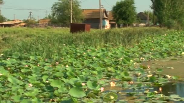 A pond with lilies — Stock Video