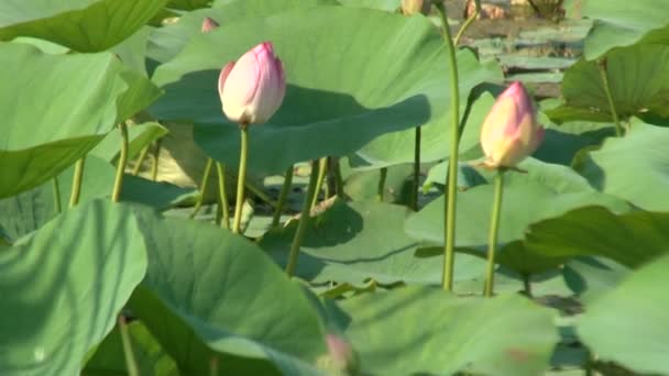 Ein Teich mit Lilien — Stockvideo