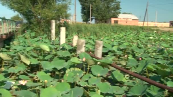 Wooden bridge and pond with lilies — Stock Video