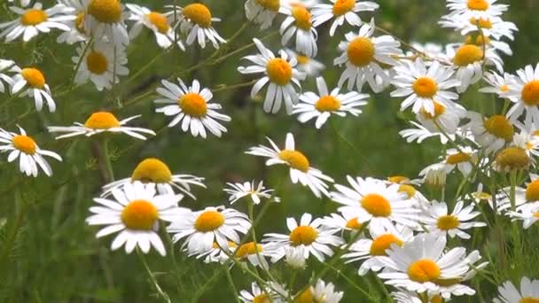 Margaridas em um prado — Vídeo de Stock