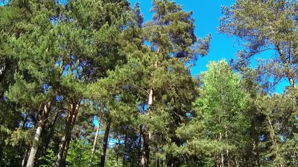 Forêt de pins — Video