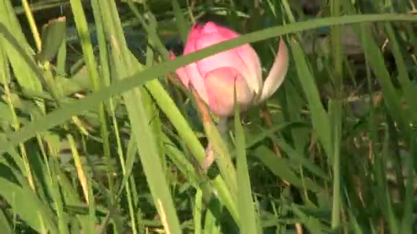 Folhas verdes e lírios rosa — Vídeo de Stock