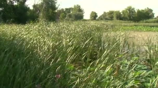 A pond with lilies — Stock Video