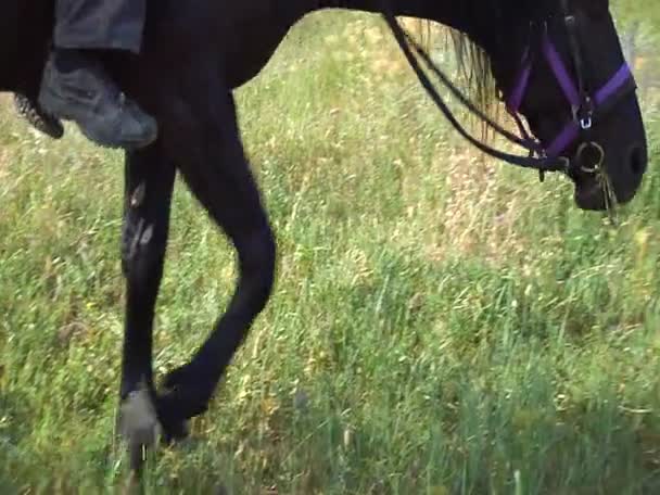 Cheval noir mange de l'herbe 