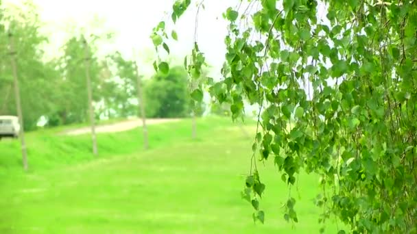 Instruções máquina em uma estrada florestal — Vídeo de Stock