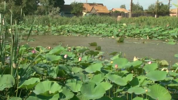 Grüne Blätter und rosa Lilien — Stockvideo