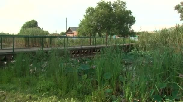 Puente de madera y estanque con lirios — Vídeos de Stock