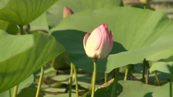 Hojas verdes y lirios rosados — Vídeo de stock