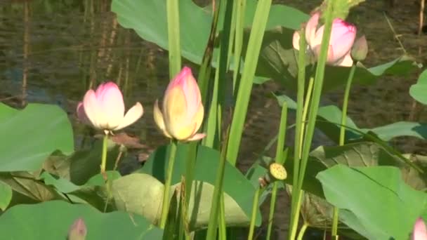 Pembe lily bud — Stok video