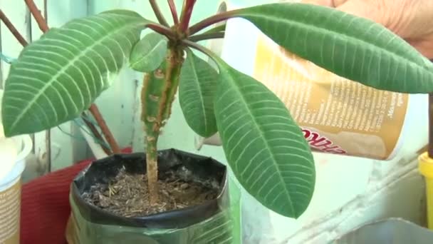 Ficus gewässert — Stockvideo