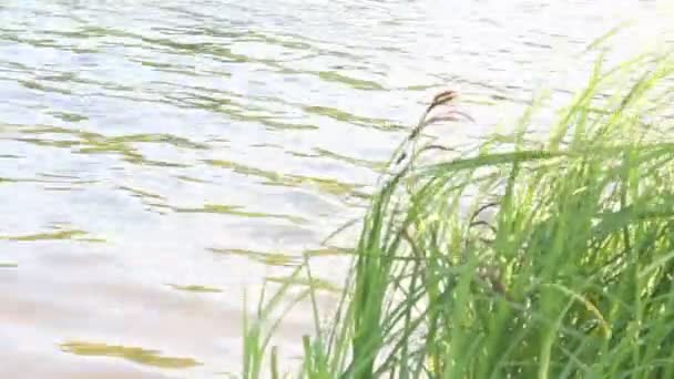 Het gras in de buurt van het water — Stockvideo