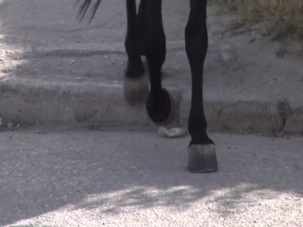 Les sabots des chevaux sur la chaussée — Video
