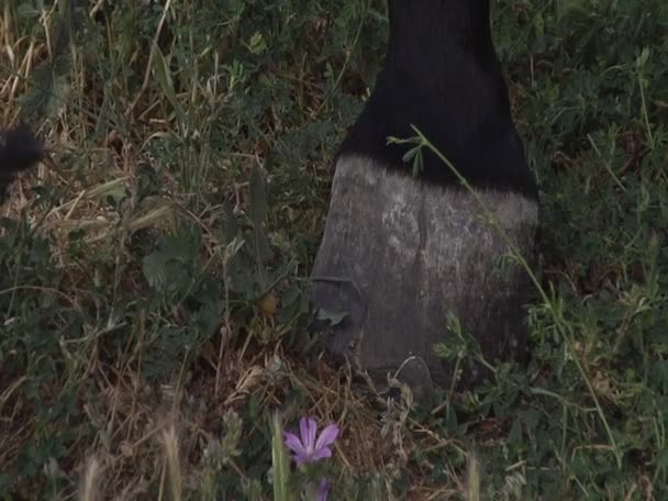 Casco de cavalo na grama — Vídeo de Stock