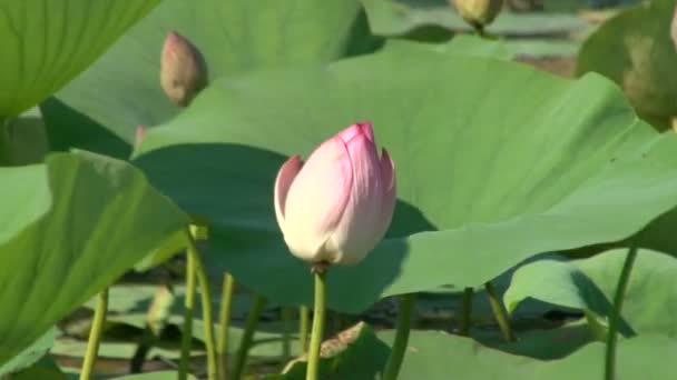 Hojas verdes y lirios rosados — Vídeos de Stock