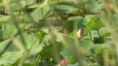 yeşil yaprakları ve pembe lilyum