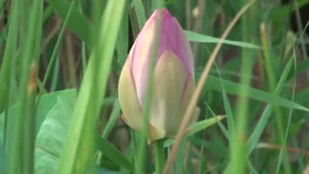 Pembe lily bud — Stok video