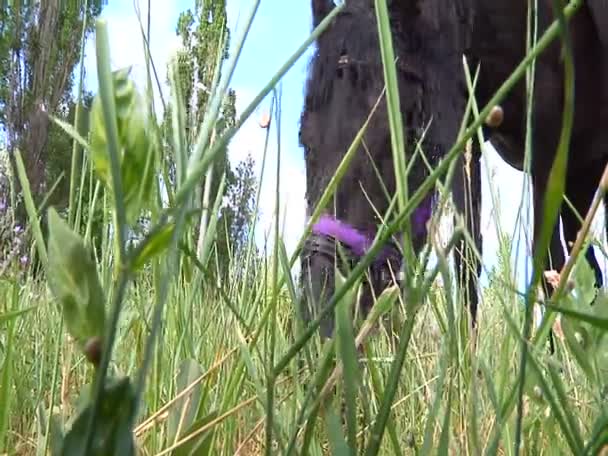 Black horse eats grass — Stock Video