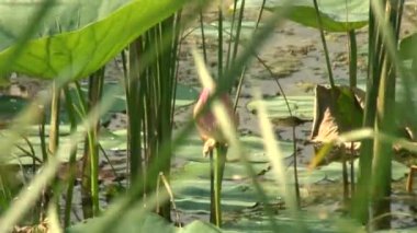pembe lily bud