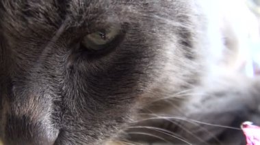 Gri kedi closeup
