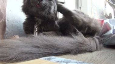 Gri kedi tırmalama